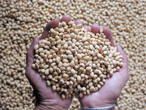 高價(jià)囤豆的代價(jià) 中國豆企應(yīng)警惕美方數(shù)據(jù)陷阱與市場(chǎng)博弈